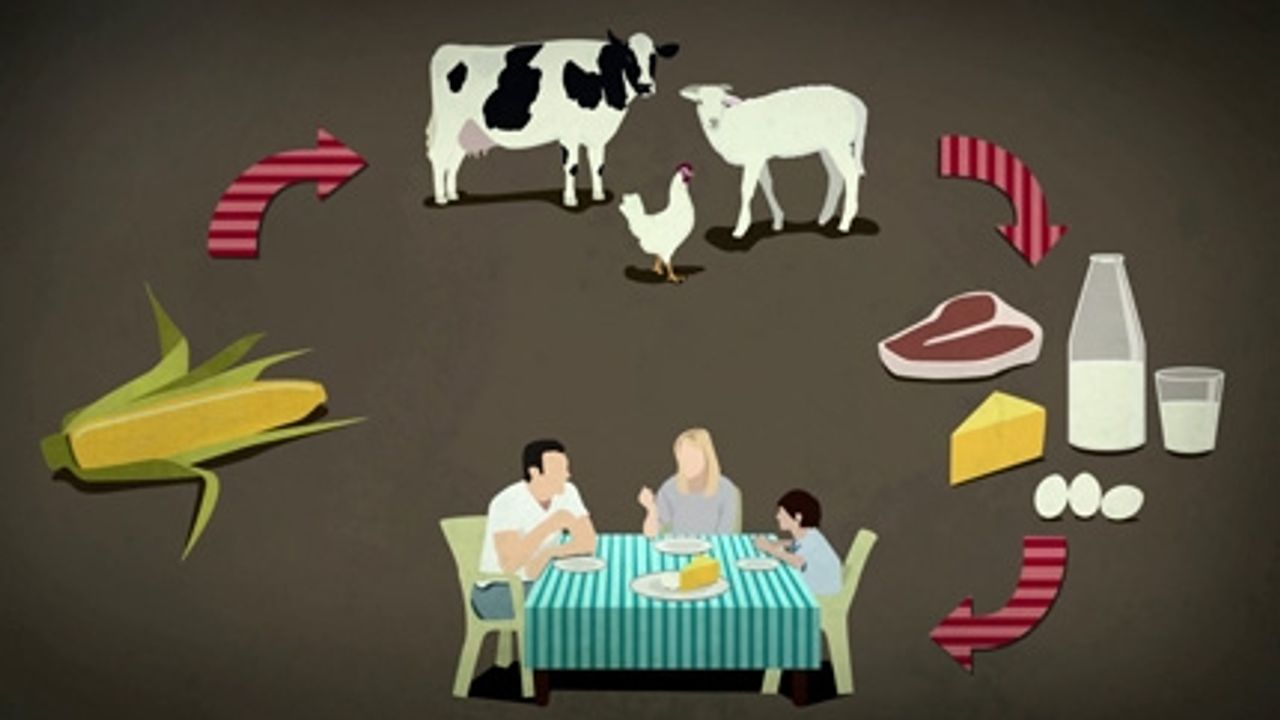 Etiketsizse Yemezler: GDO'lu yemle beslenen hayvanların ürünleri etiketlensin