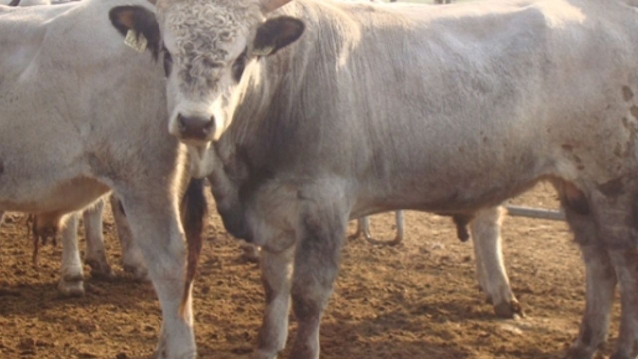 Macaristan'dan Ithal Edilen Büyükbas Hayvanlar Küpeleri Nedeniyle Sekteye Ugradi !