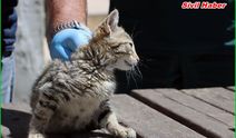 Maltepe’de “can dostlar” güvende