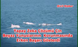 Yapay Zeka Çözümü Çin Beyaz Yunuslarının Korunmasında Erken Başarı Gösterdi