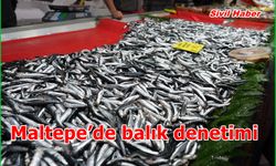 Maltepe’de balık denetimi