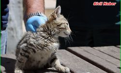 Maltepe’de “can dostlar” güvende