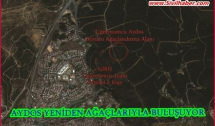 AYDOS YENİDEN AĞAÇLARIYLA BULUŞUYOR