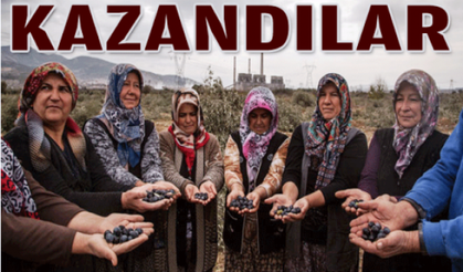 Danıştayın Yırcadaki zeytinlik alanla ilgili gerekçeli kararı açıklandı