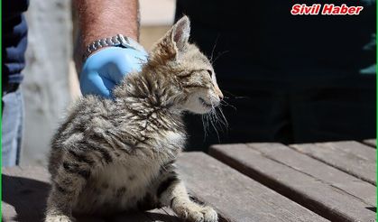 Maltepe’de “can dostlar” güvende