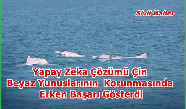 Yapay Zeka Çözümü Çin Beyaz Yunuslarının Korunmasında Erken Başarı Gösterdi