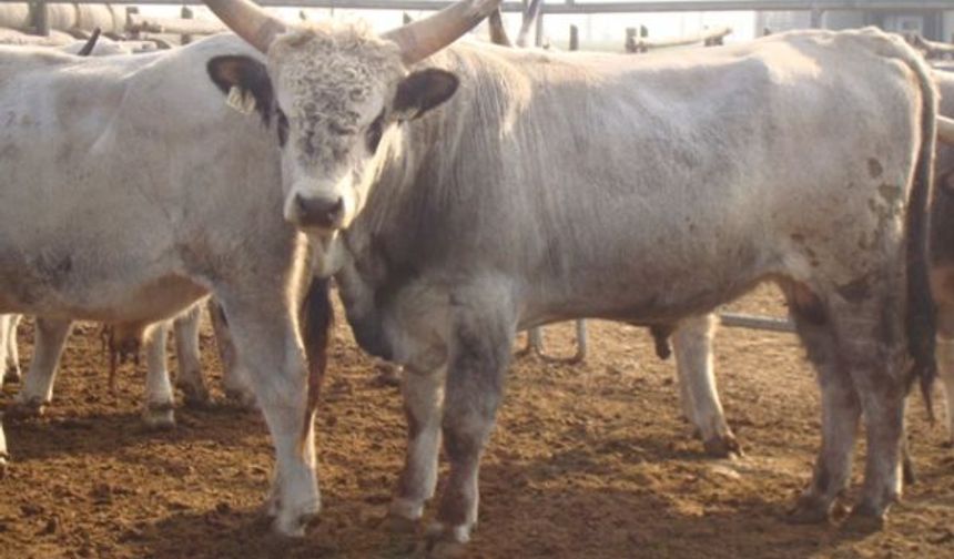 Macaristan'dan Ithal Edilen Büyükbas Hayvanla