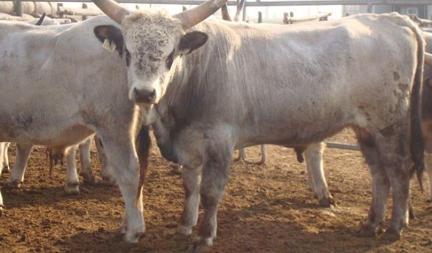 Şahbaz; Rekabet Macarların İşine Yaradı