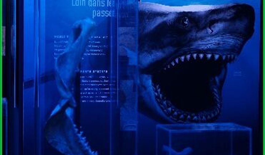 Köpek Balıklarının Dünyası