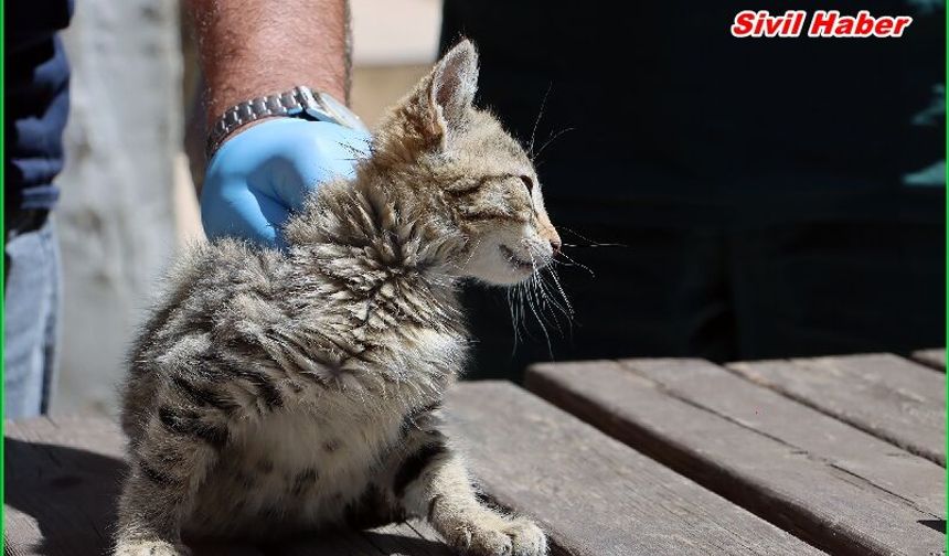 Maltepe’de “can dostlar” güvende
