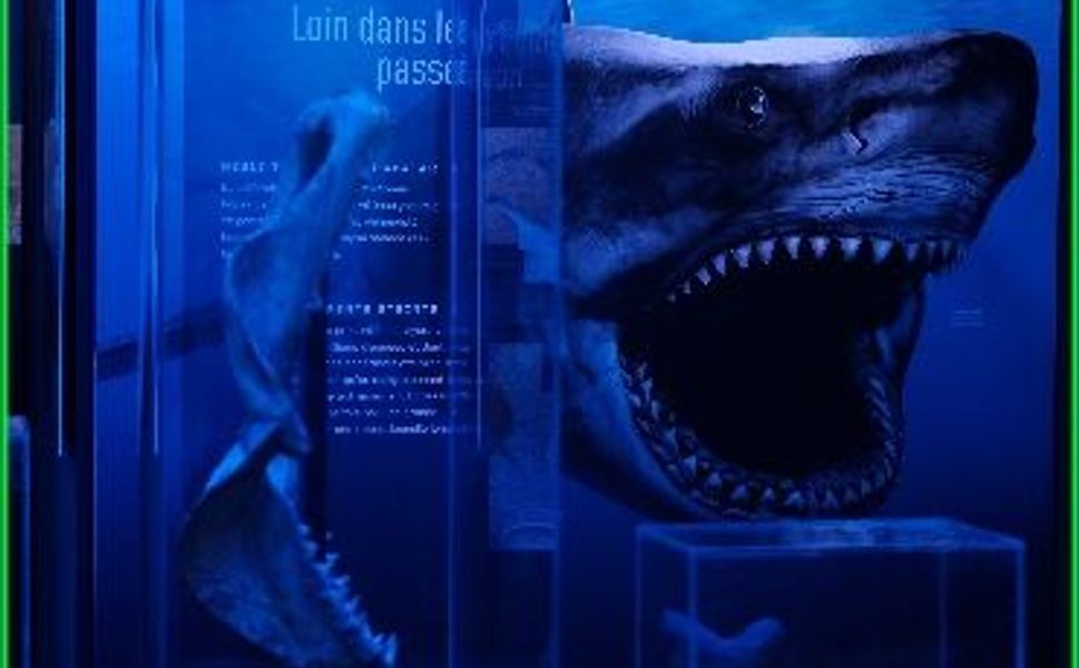 ABD’nin Ünlü “Köpek Balıklarının Dünyası” Sergisi Saint-Joseph Lisesi’nde